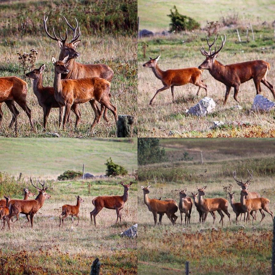 Gite Ranch Le Serpolet Les Angles  Eksteriør billede