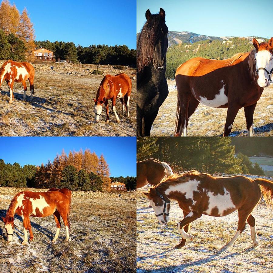 Gite Ranch Le Serpolet Les Angles  Eksteriør billede