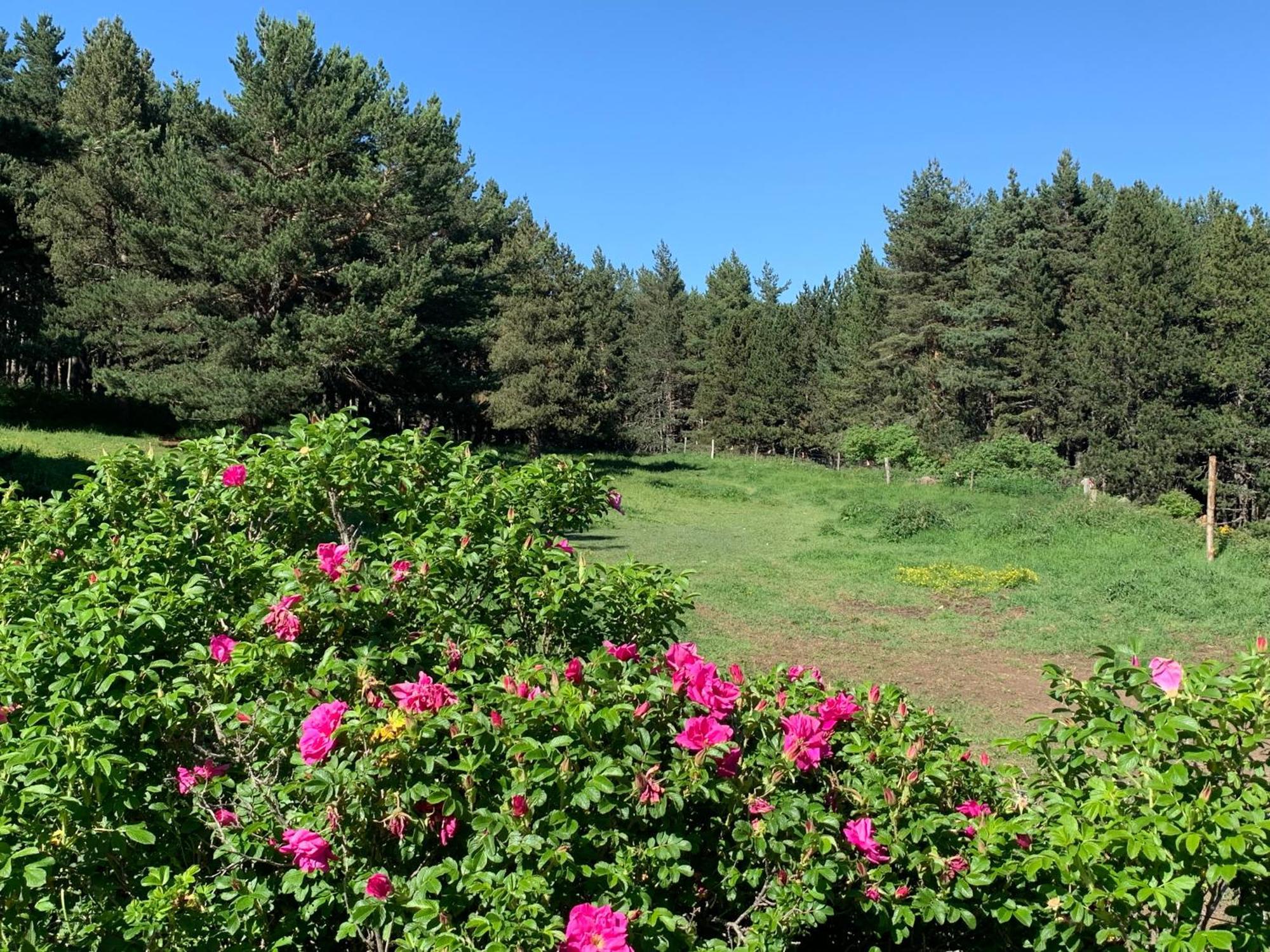 Gite Ranch Le Serpolet Les Angles  Eksteriør billede