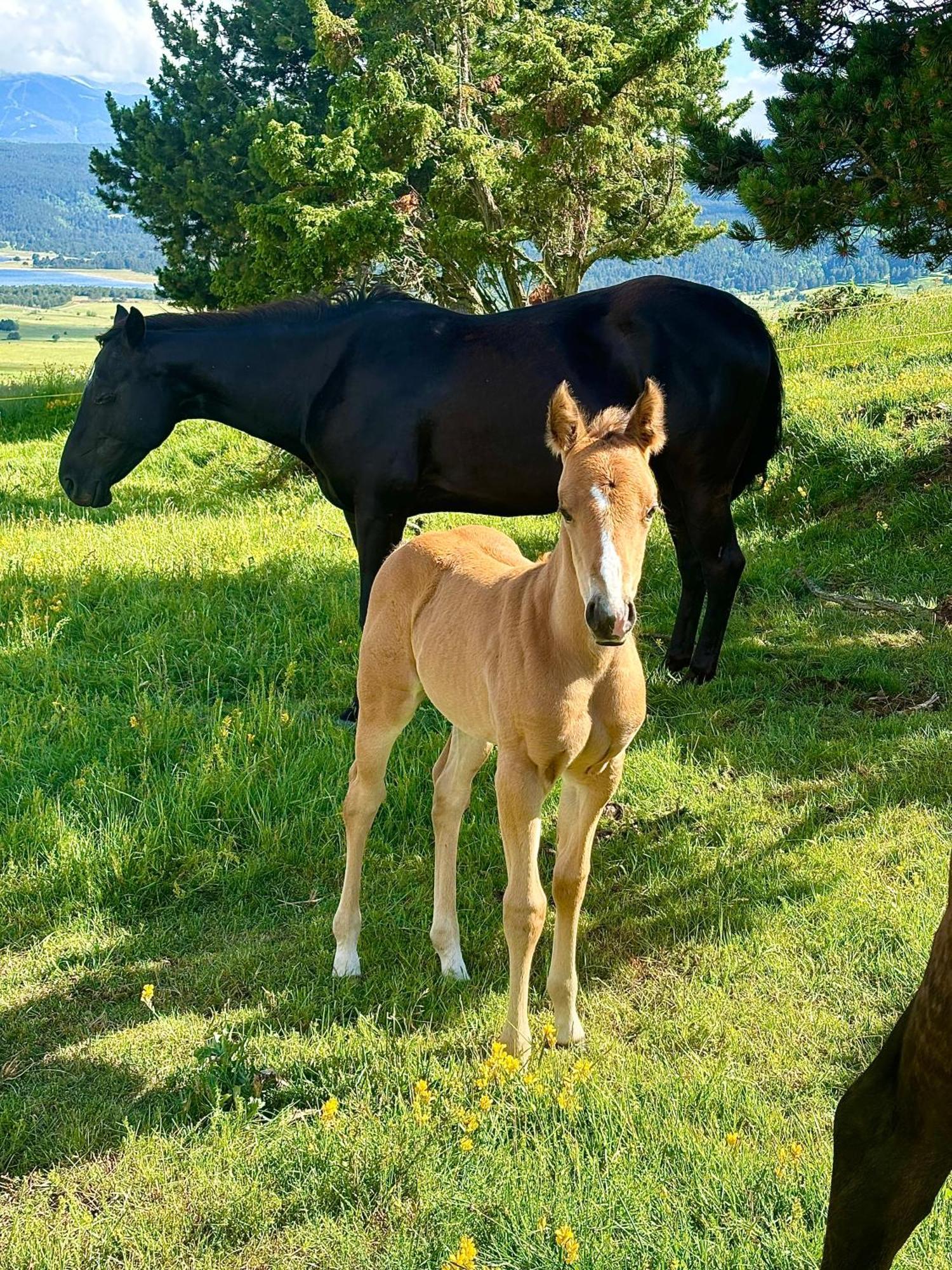 Gite Ranch Le Serpolet Les Angles  Eksteriør billede