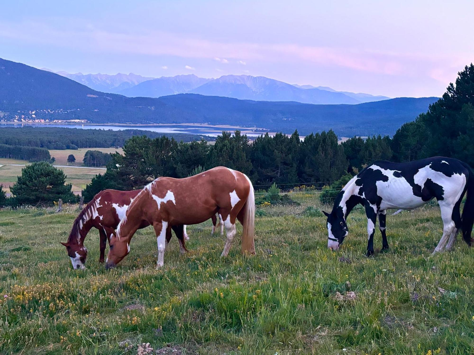 Gite Ranch Le Serpolet Les Angles  Eksteriør billede